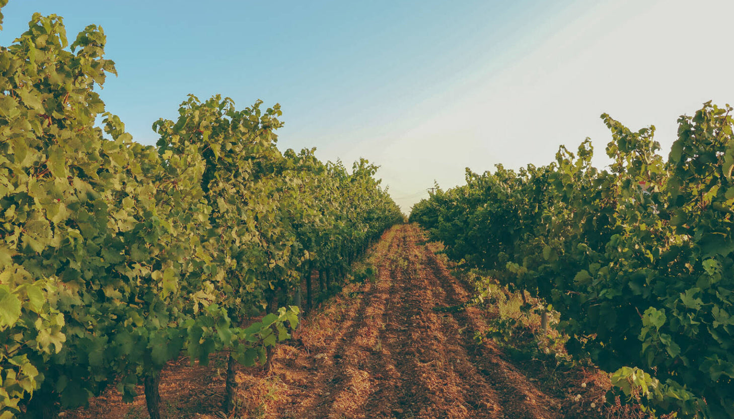 Vignobles Vellas